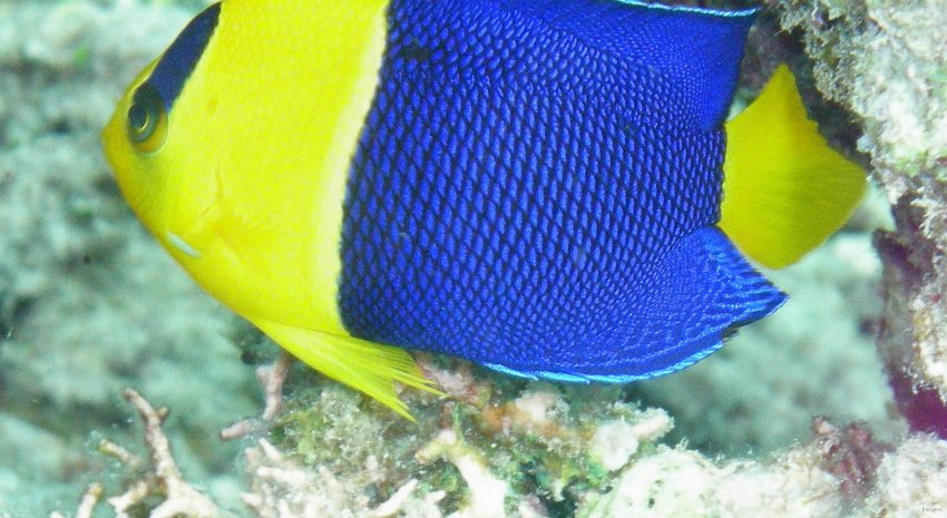 83- Poisson-ange bicolore 